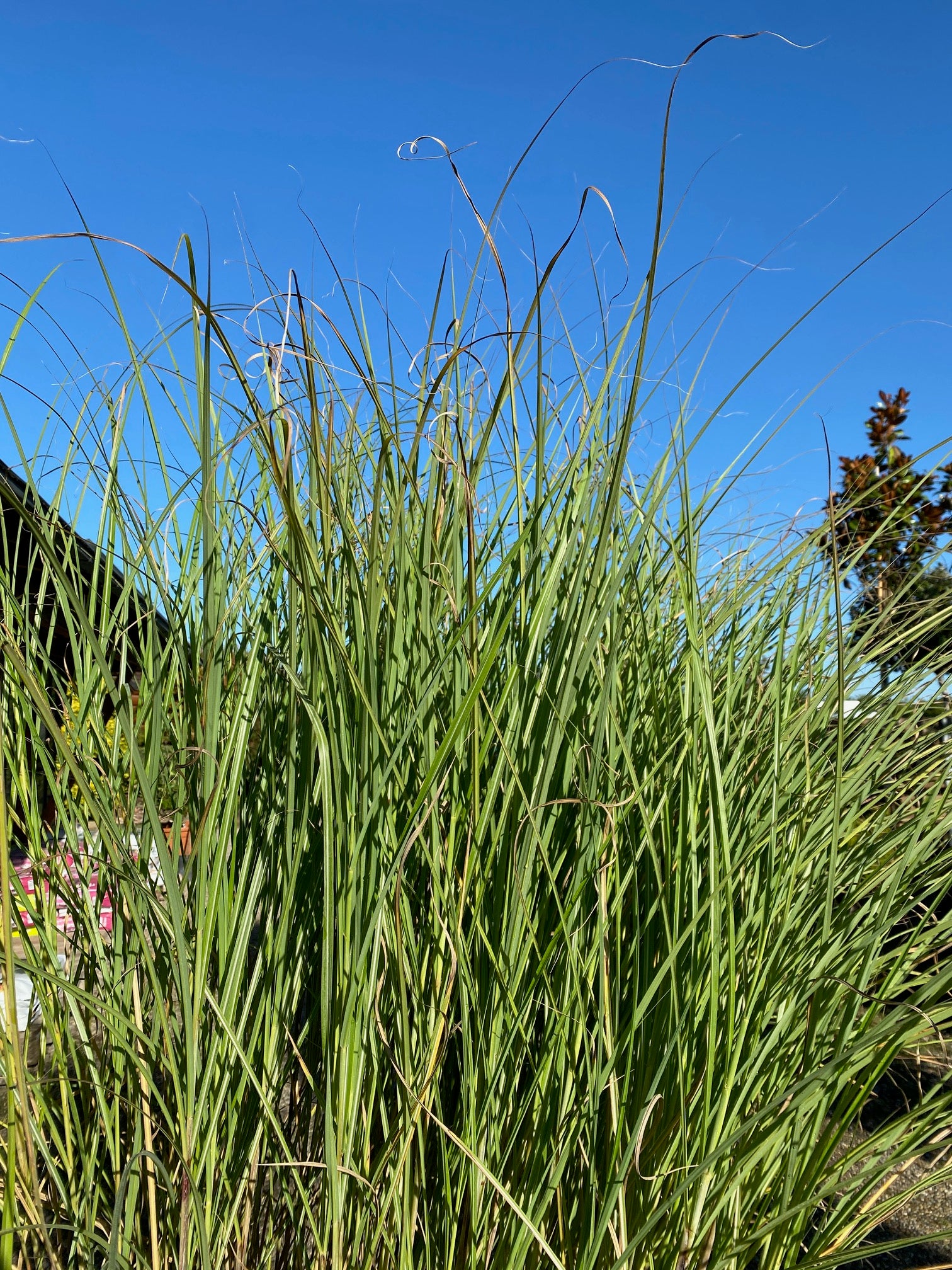Garten-Chinaschilf 'Gracillimus' / Miscanthus sinensis 'Gracillimus'